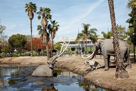 Rancho la brea museum - These images document the specimens collected during the 1970/1980 excavation and have a direct relationship with cataloged specimens in the LA Brea Tar Pits...